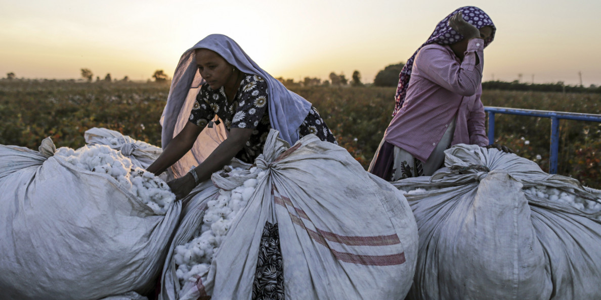 India: Cotton and Products Update