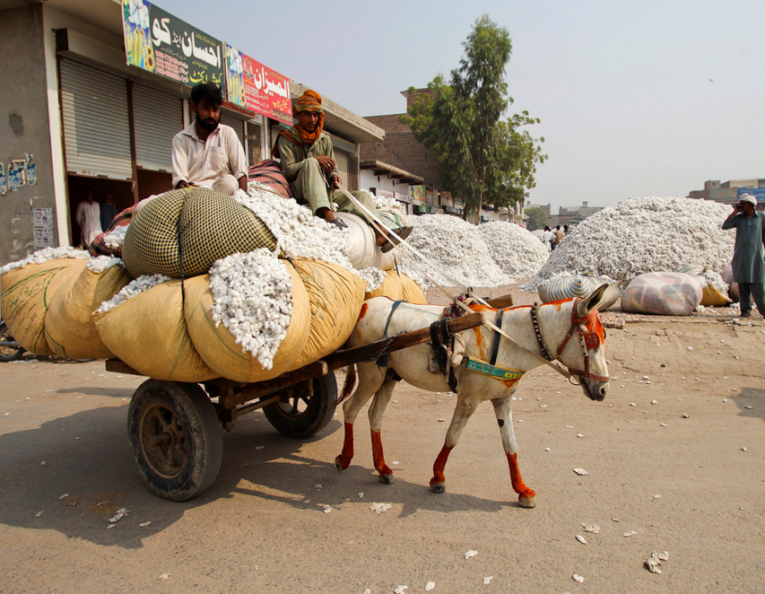 PAKISTAN: Cotton production up 37pc