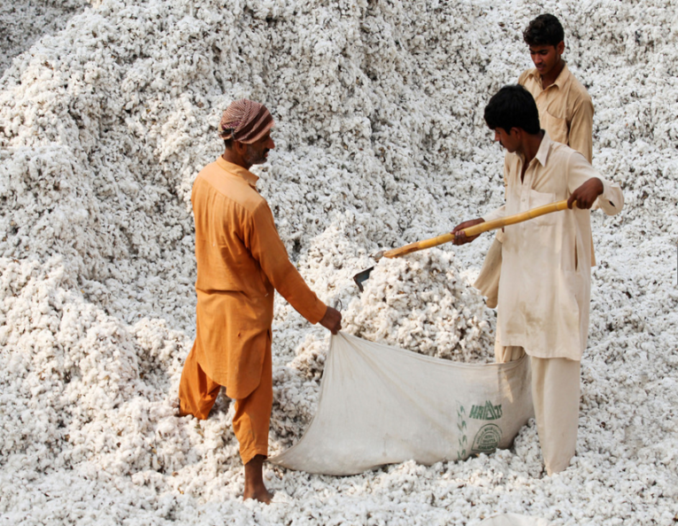 Cotton sowing in Pak rises by 14%