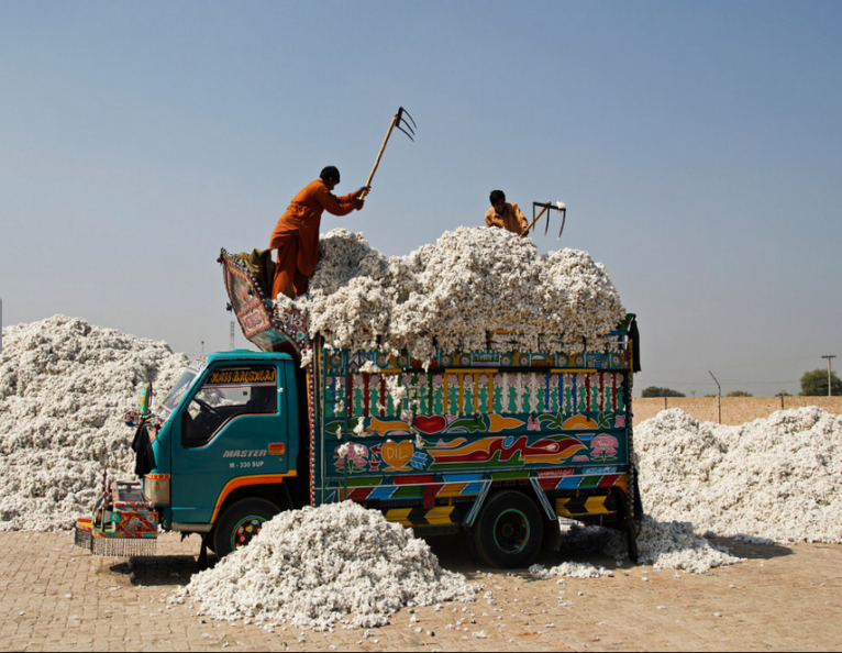 PAKISTAN: Cotton production falling as sowing area shrinks sharply
