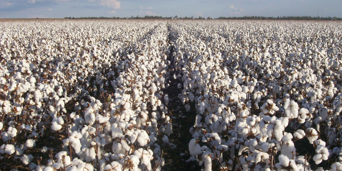 Target commits to 100% sustainable cotton by 2022