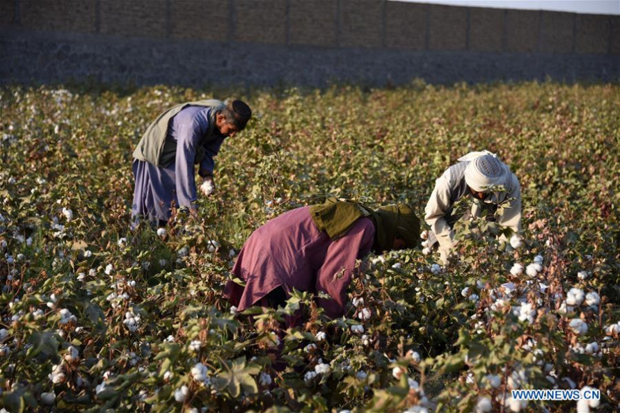 Afghan cotton production increases by 21 pct