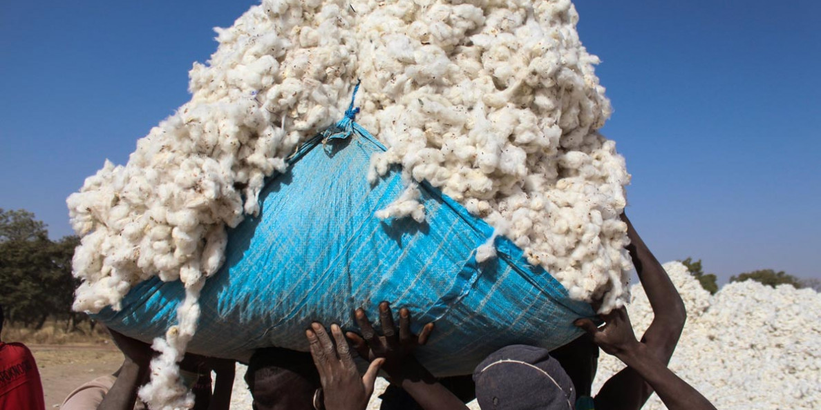 Better Cotton brings its practices to southern Chad