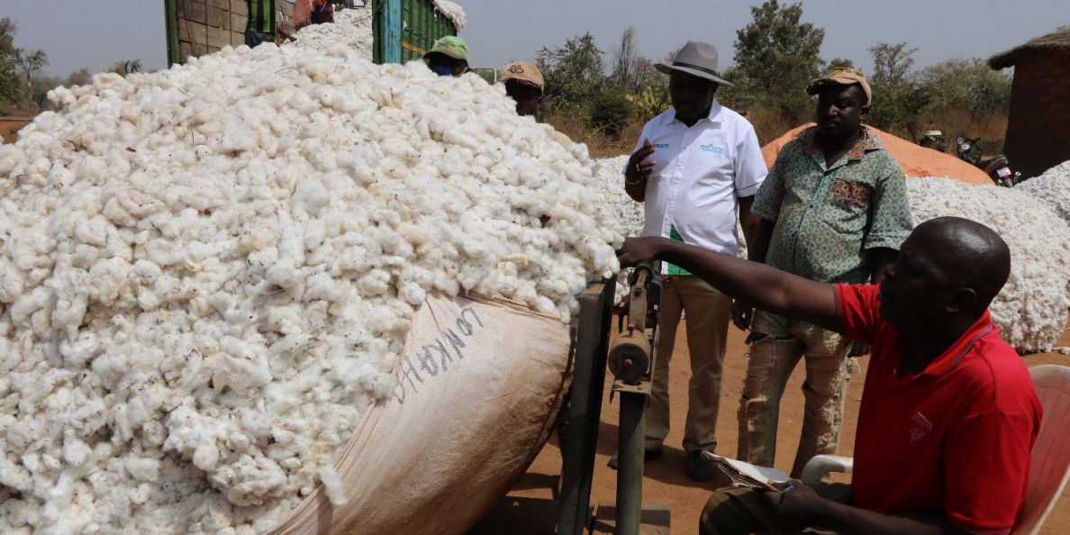 Ivory Coast 2021/22 cotton output forecast to be record 600,000 T