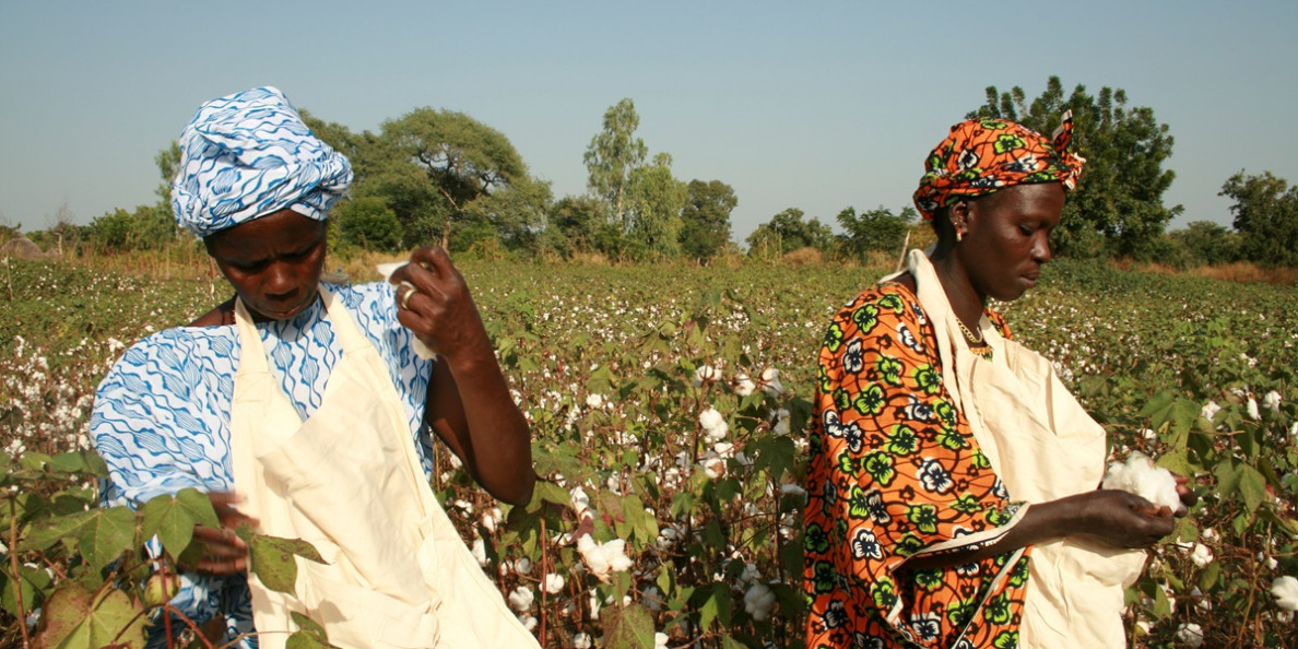 Ivory Coast cotton output up 26 percent to pre-war levels