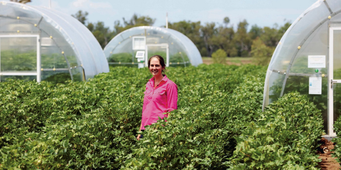 Australian scientists at work on next generation cotton