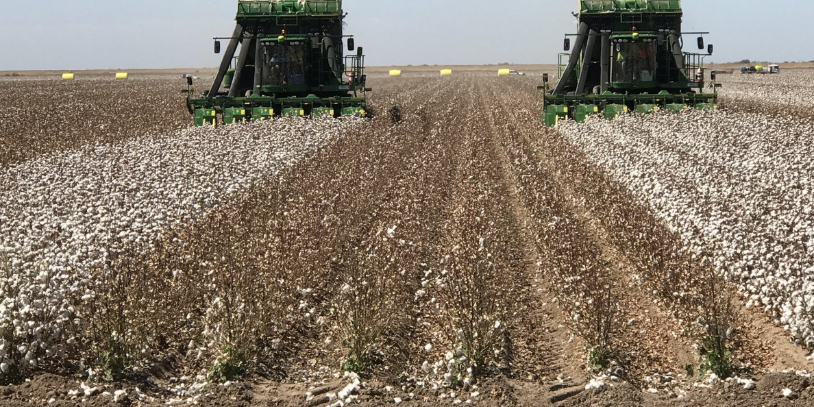 AUSTRALIA: High yields for irrigated cotton, tougher year for dryland