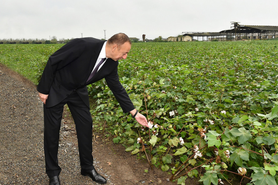 Azerbaijan: Cotton processing plants to appear in country