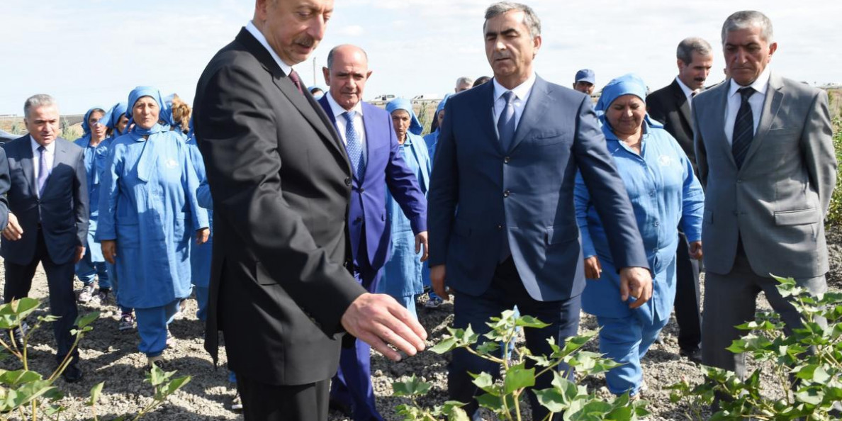 Azerbaijan: Cotton harvest sees growth