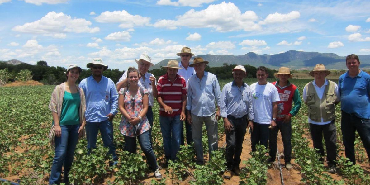 Brazil cotton farmers get partial victory against Bayer over GMO cotton patents
