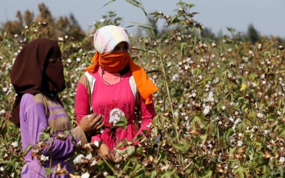EGYPT: Cotton cultivation area increases to 334.6K