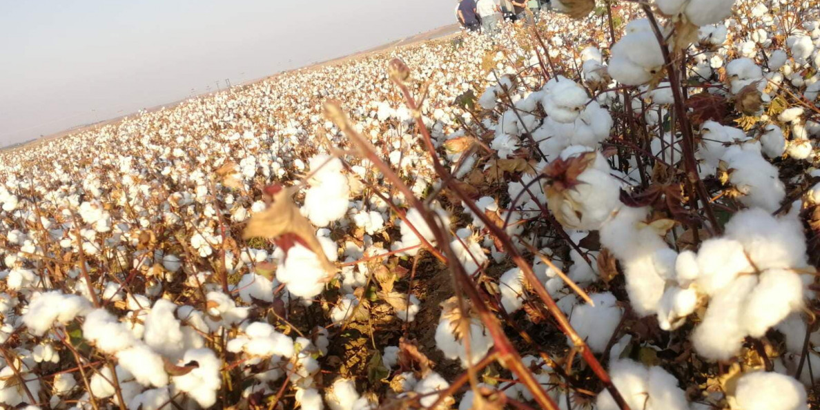 Cotton Hits New Decade Highs, Joining The Commodity Inflation Club