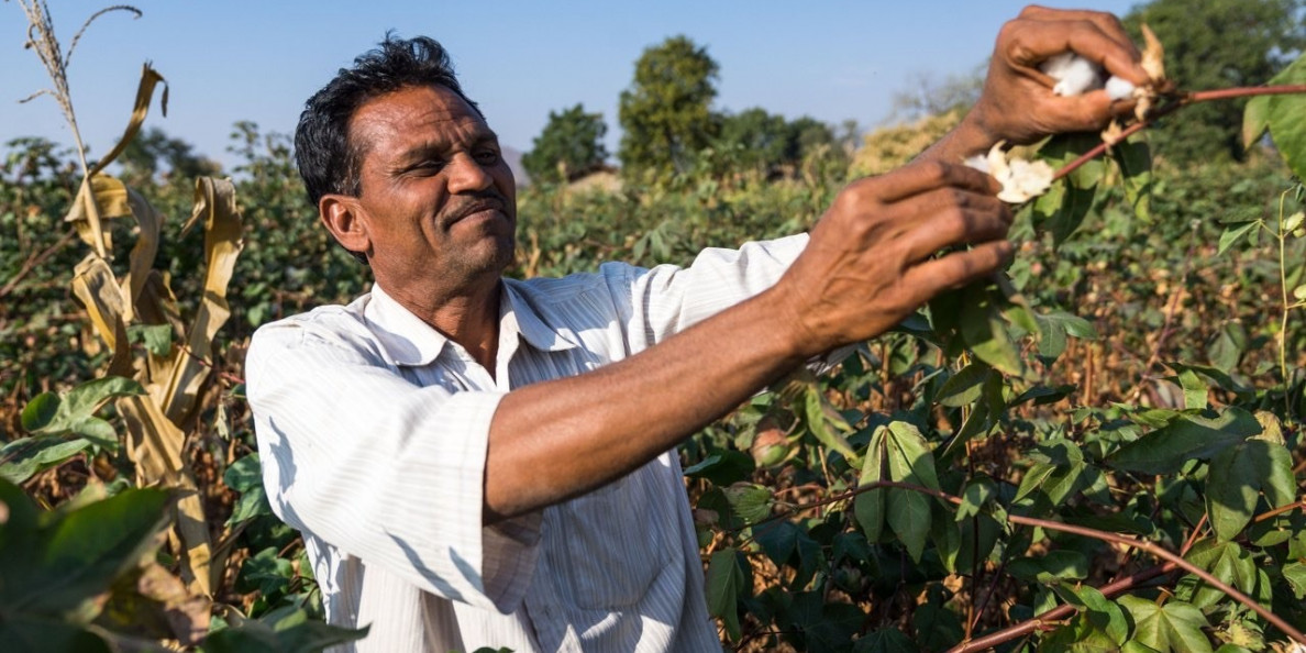 INDIA: CAI retains its cotton crop estimates at 315 lakh bales for 2018-19