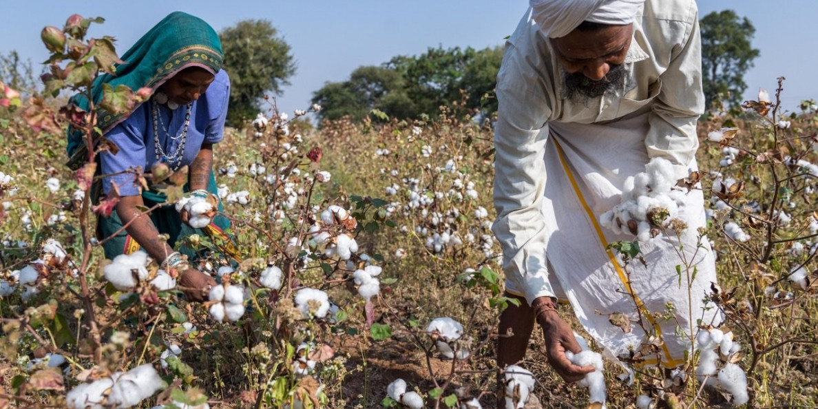 INDIA: Will sliding overseas prices take the fluff off domestic cotton?