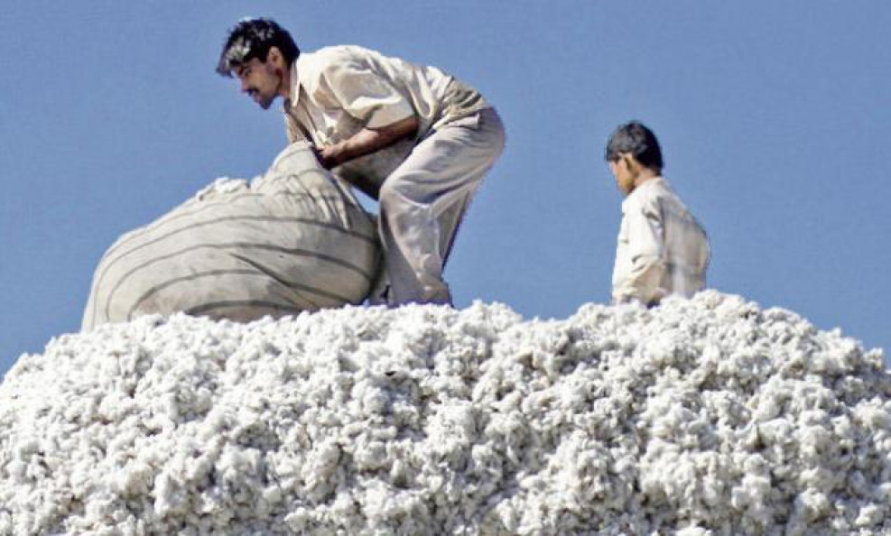 Trial for mechanized picking of cotton starts