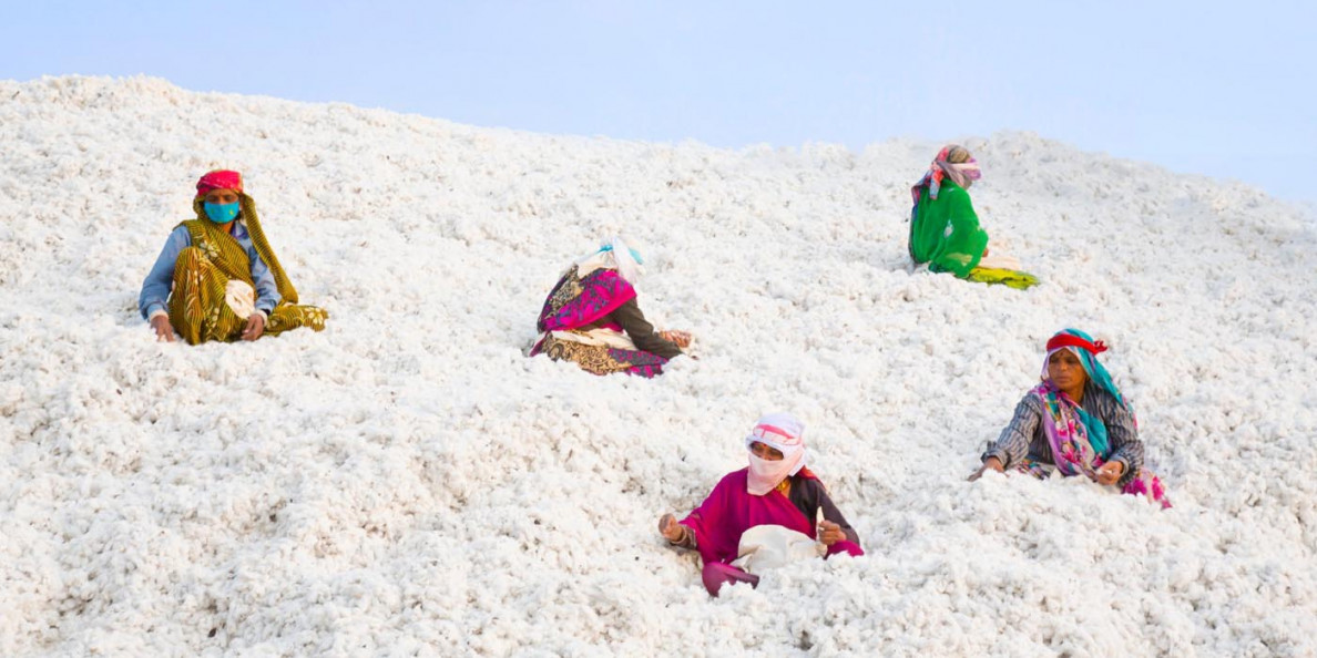 Indian & Turkish organic cotton selling at premium