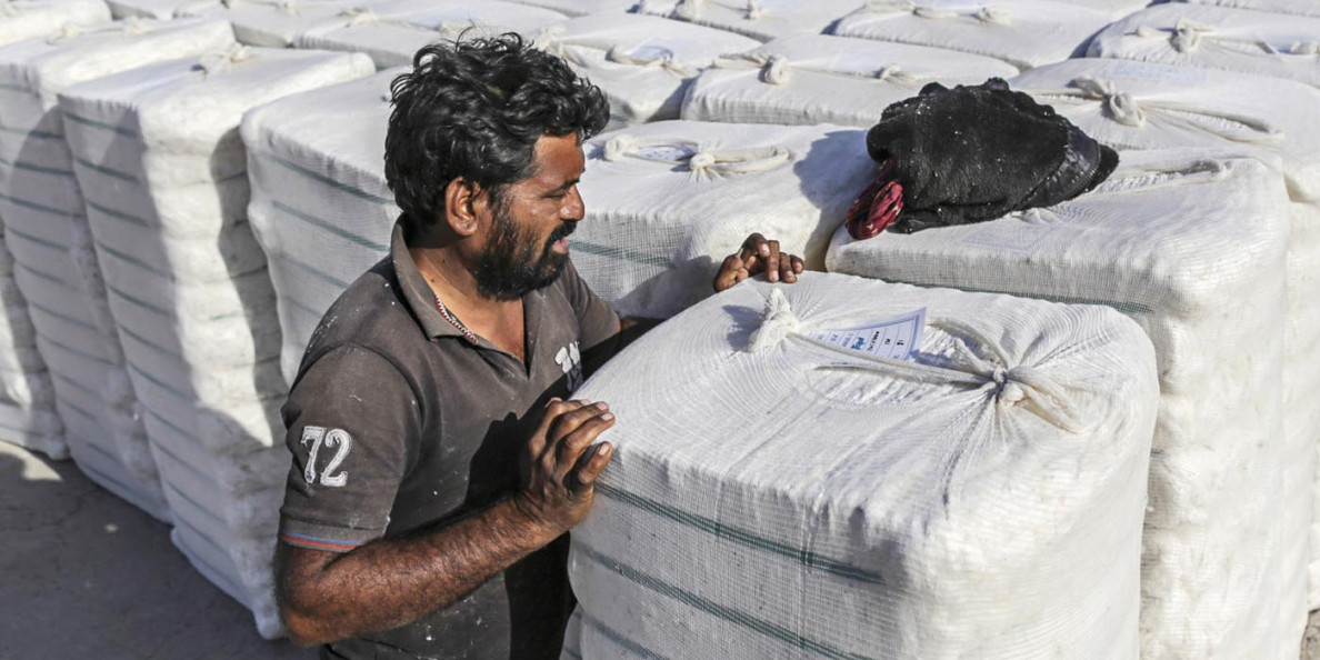 INDIA: Cotton exports may decline on higher prices