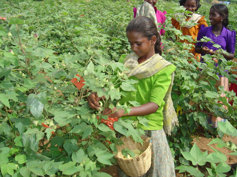 Child labour rampant in cotton cultivation in Telangana