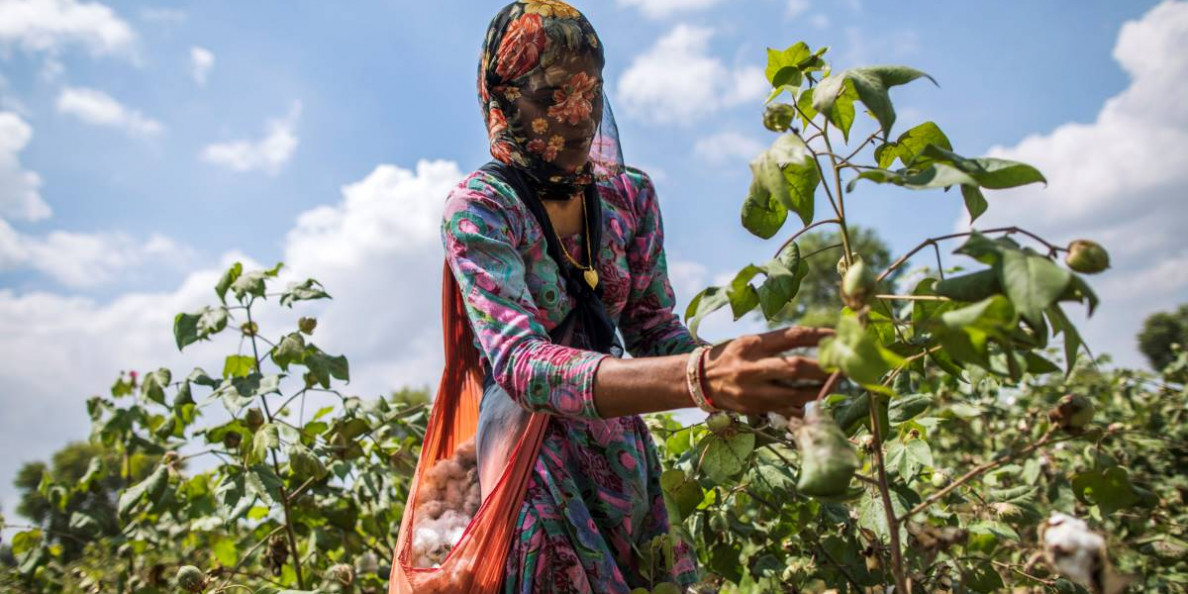 Low Indian cotton prices, weak demand and increased sowing worry traders, industry