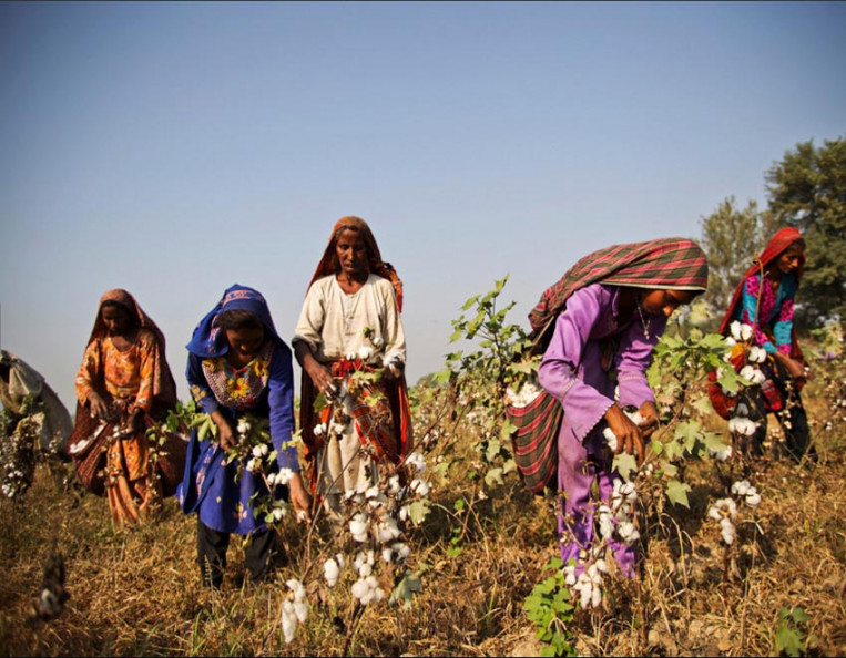 Increased cotton production in Pakistan to boost consumption