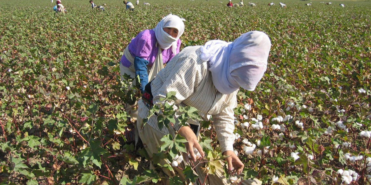 Teachers toil in cotton fields as Tajikistan tries to fix trade imbalance