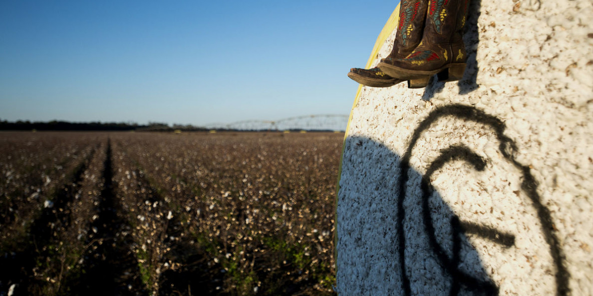 Good News for Cotton: Healthy Production, Demand and Prices