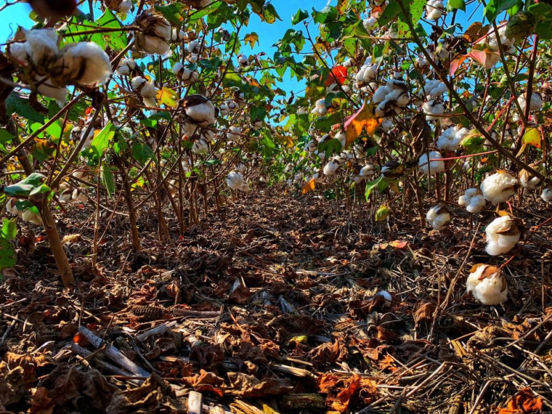 Believe It or Not: USDA Prospective Plantings Project 13.7 Million Cotton Acres