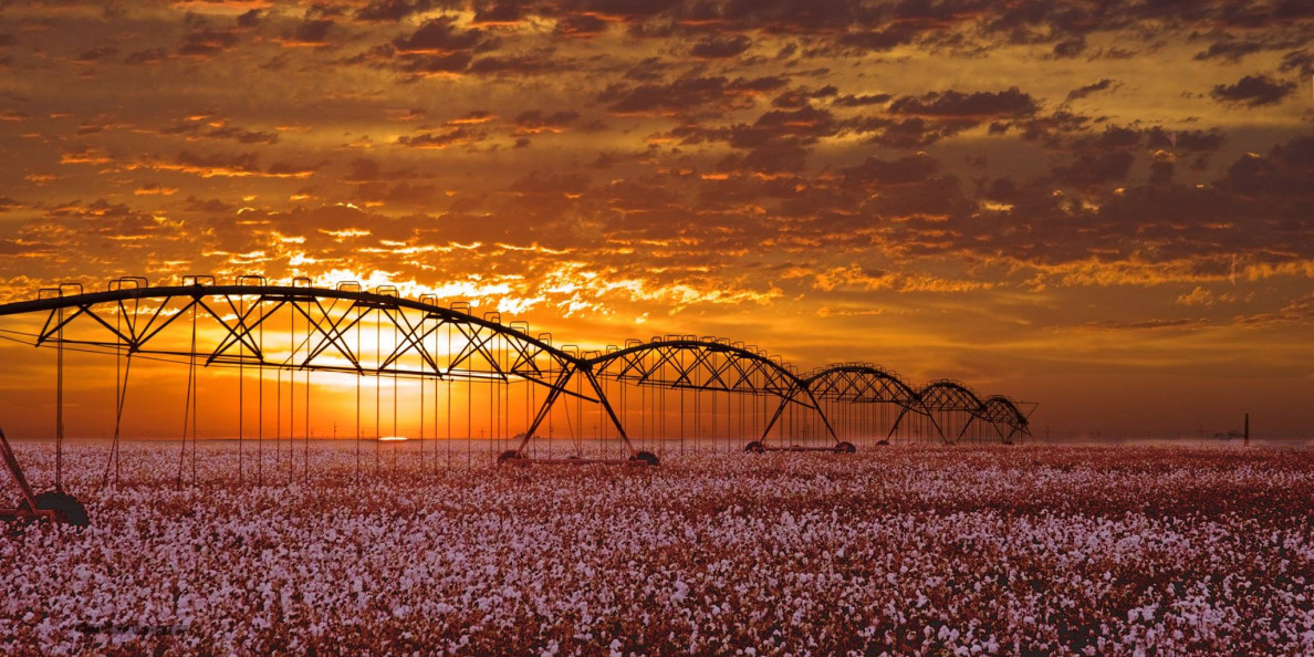 Cotton: Drought Drops U.S. Harvest to Lowest Level Since 19th Century