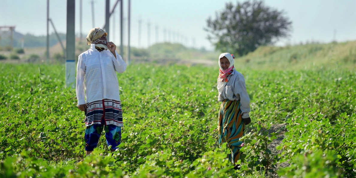 Uzbekistan Praised For Curtailing Forced Labor In Cotton Harvest. Activists Say Not So Fast.