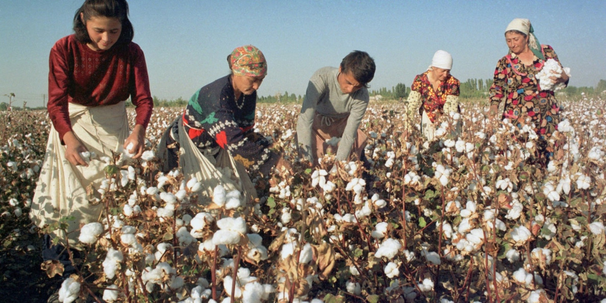 Uzbekistan reforms its cotton, textile industry