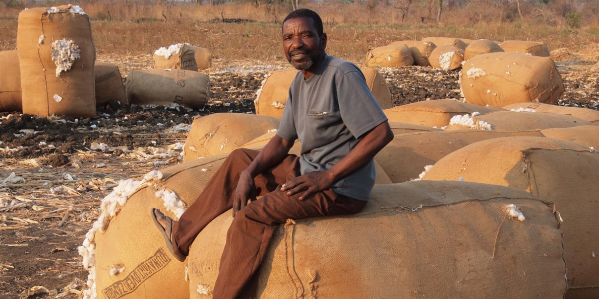 Zimbabwe: Cotton makes a comeback