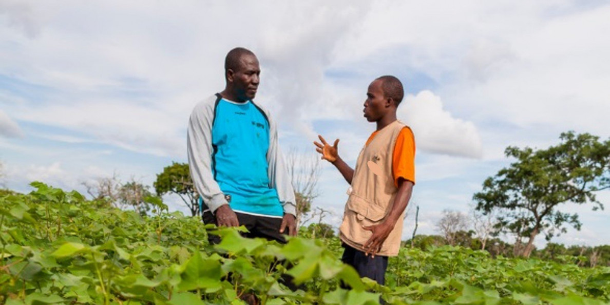 KENYA: Breathe new life into sector, say cotton farmers