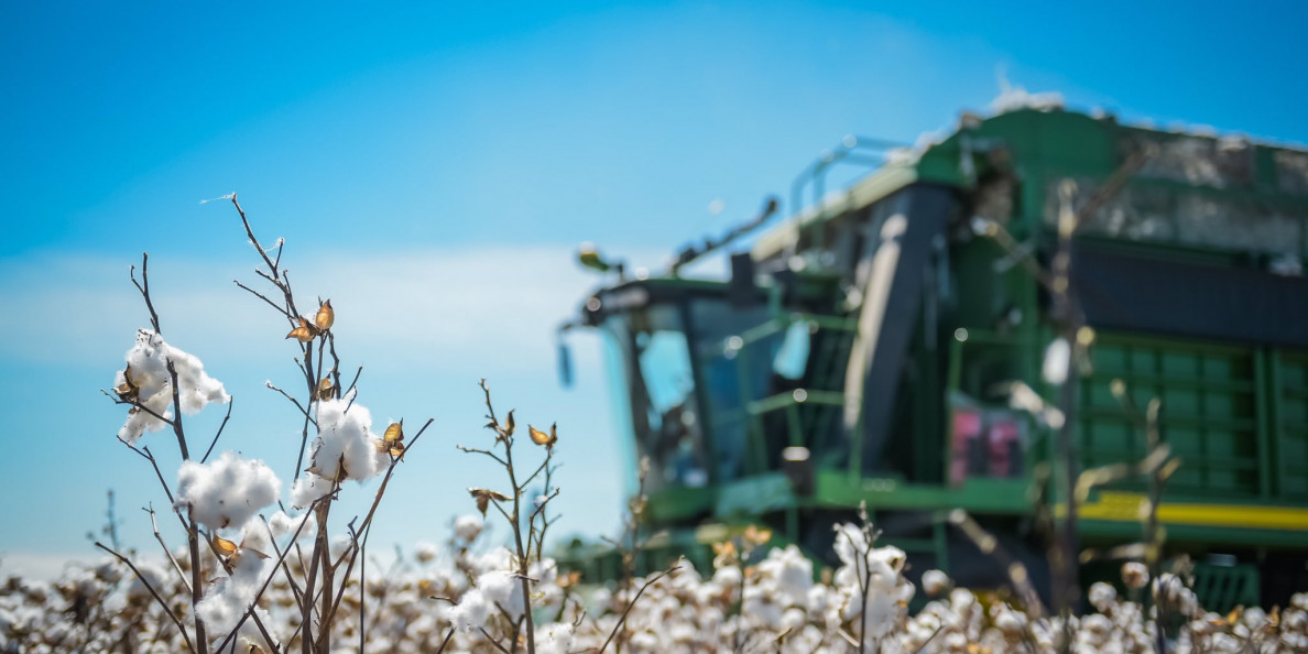 Australian cotton growers on cusp of largest crop on record, worth $3.9 billion
