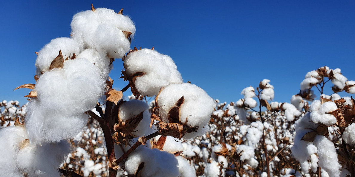 Why cotton prices are soaring