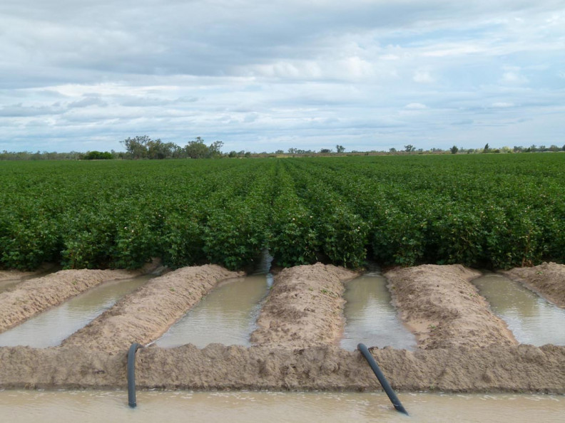 AUSTRALIA: Comet cotton grown on available water