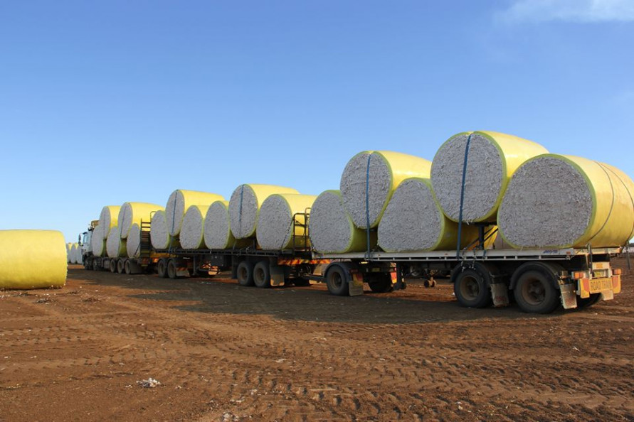Australia's cotton production halved as drought and low to no water allocation takes its toll