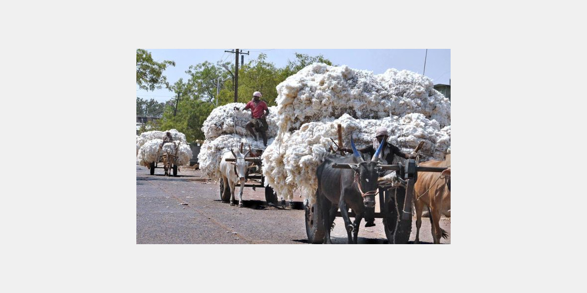 Bangladesh: Steps underway to boost cotton yield