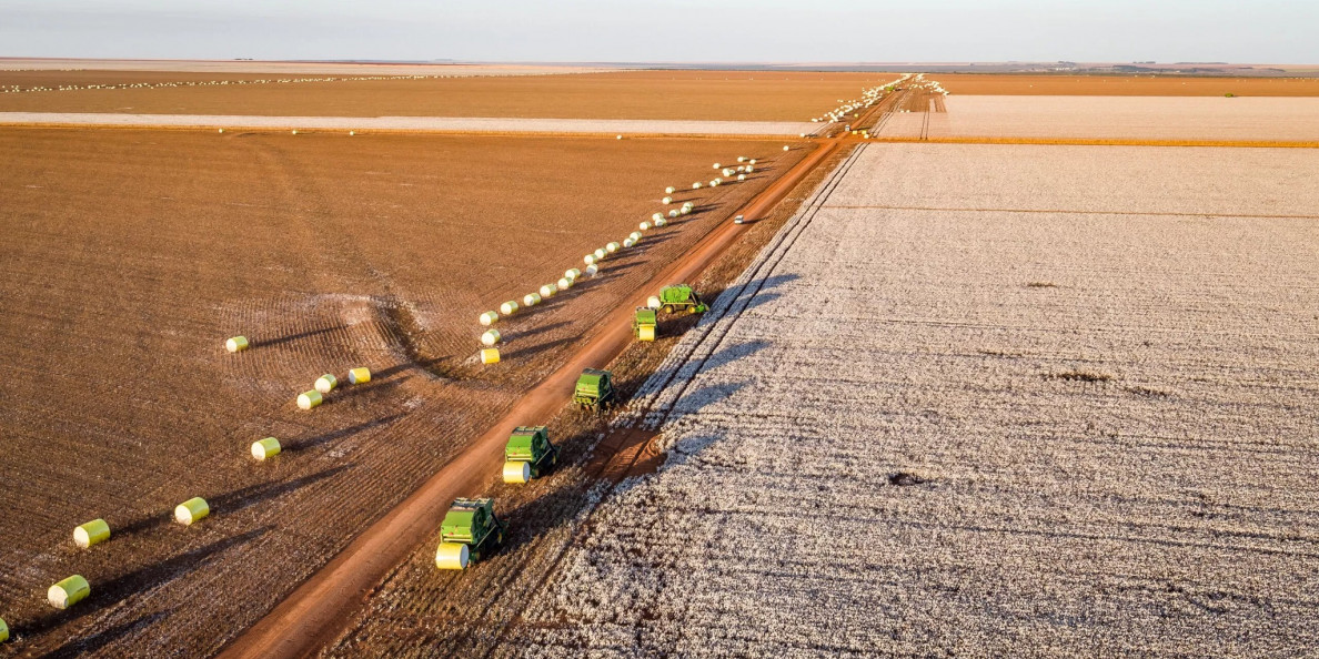 Brazil cotton prices hit lowest real level since 2009 in October