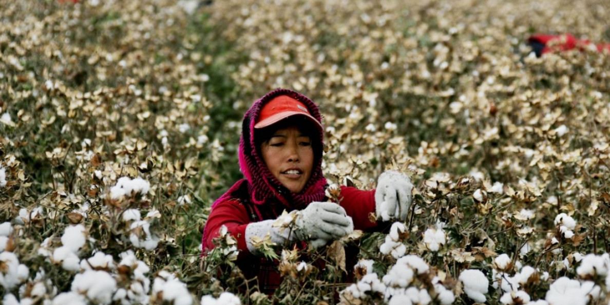 Cotton watchdog removes statement on Xinjiang forced labor from its website