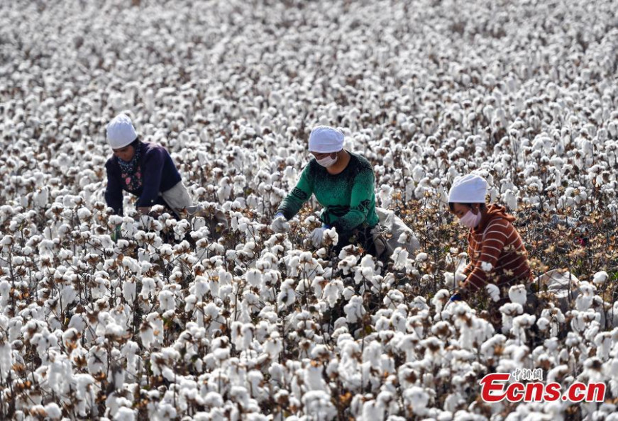 China's 2023 cotton output stands at 5.618 mln tonnes