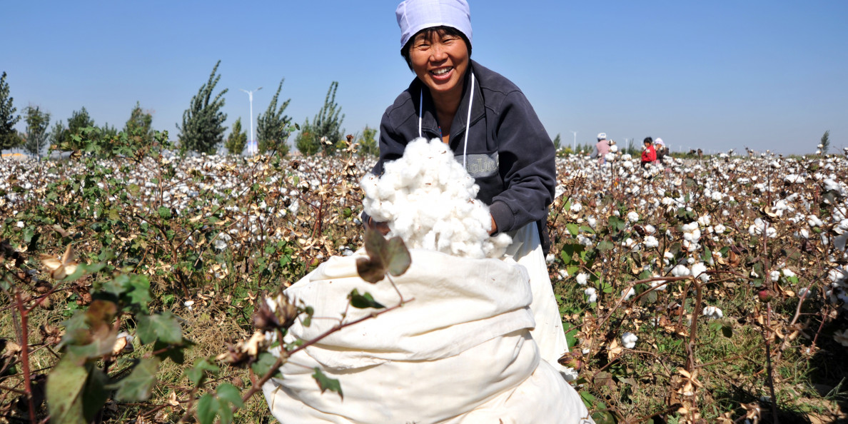 CCFGroup: 2021/22 Xinjiang cotton quality improves obviously