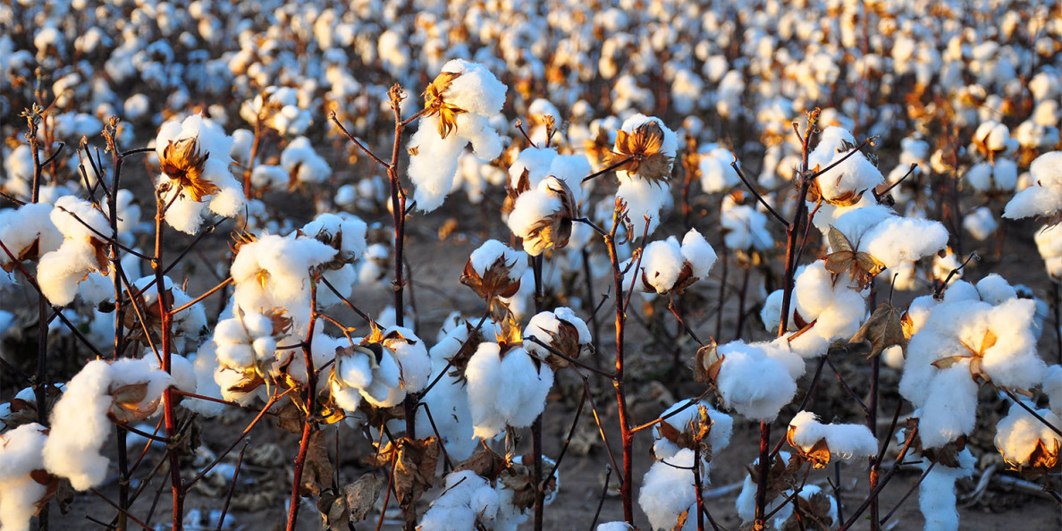 Sustainability, it's part of doing business in cotton