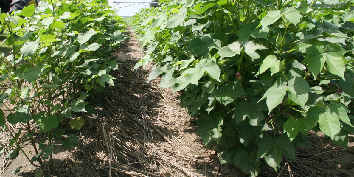 Research showing cover crops benefit cotton