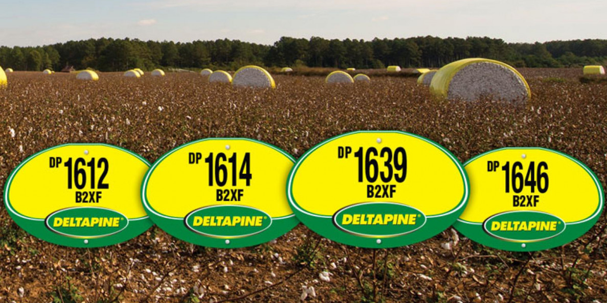 USA: Deltapine Holds On to Top Spot Among Varieties Planted in 2018