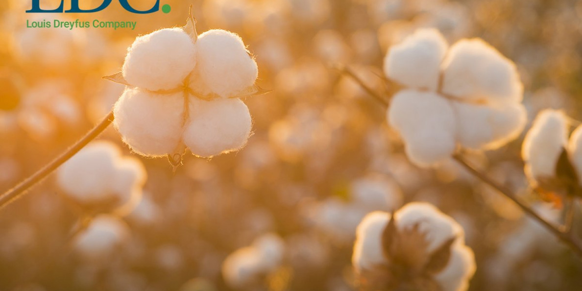 Forward-facing: the future of the Cotton industry