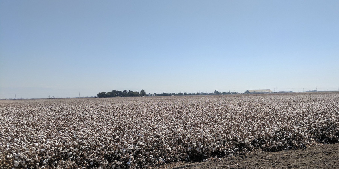 Did you know that modern technology has enabled increased efficiency in cotton production?