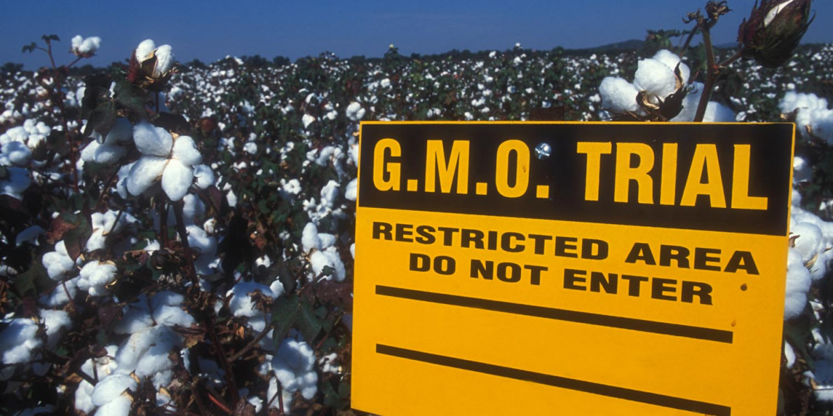 GMO cotton prompts dramatic drop in China’s pesticide use