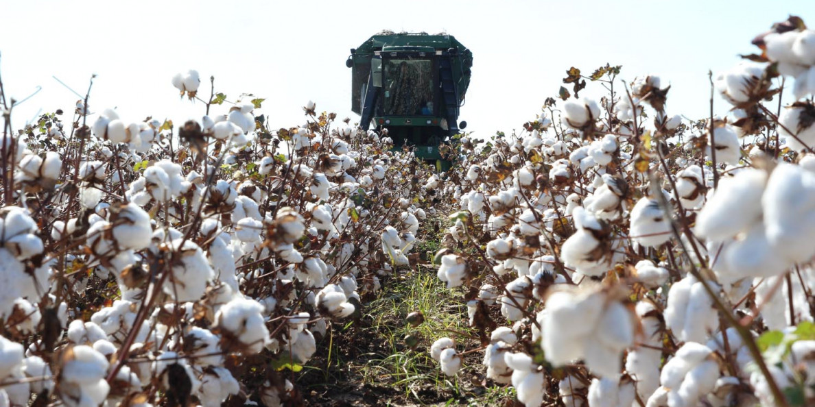 GREECE: Cotton and Products Annual