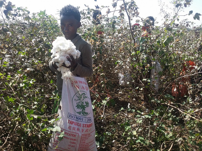 Ethiopia edges closer to multiplying GMO Cotton seeds