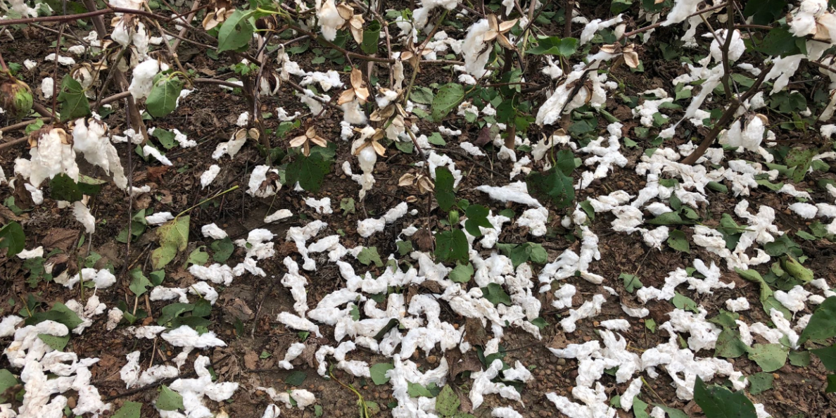 Alabama farmers lost $100 million in cotton crops due to Hurricane Michael